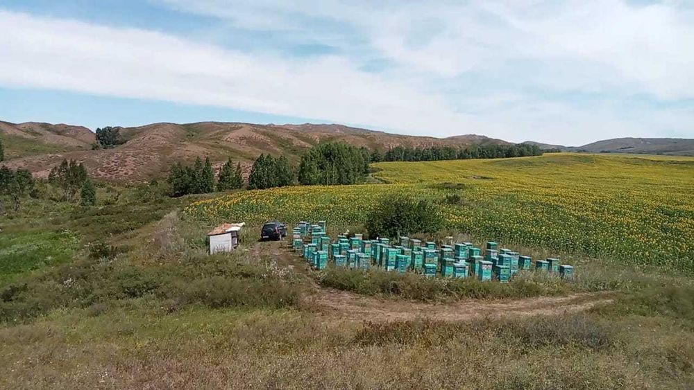 Мёд  Натуральный.2025