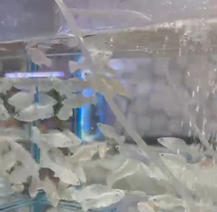 Продам платиновую валиферу