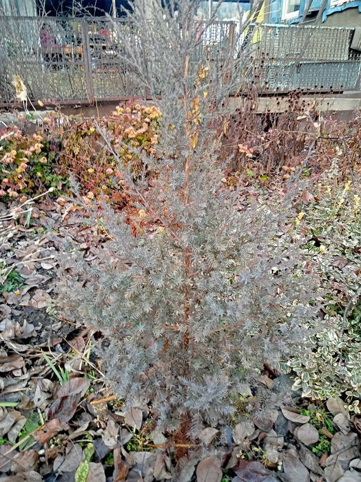 Хвойные деревца, можевельник