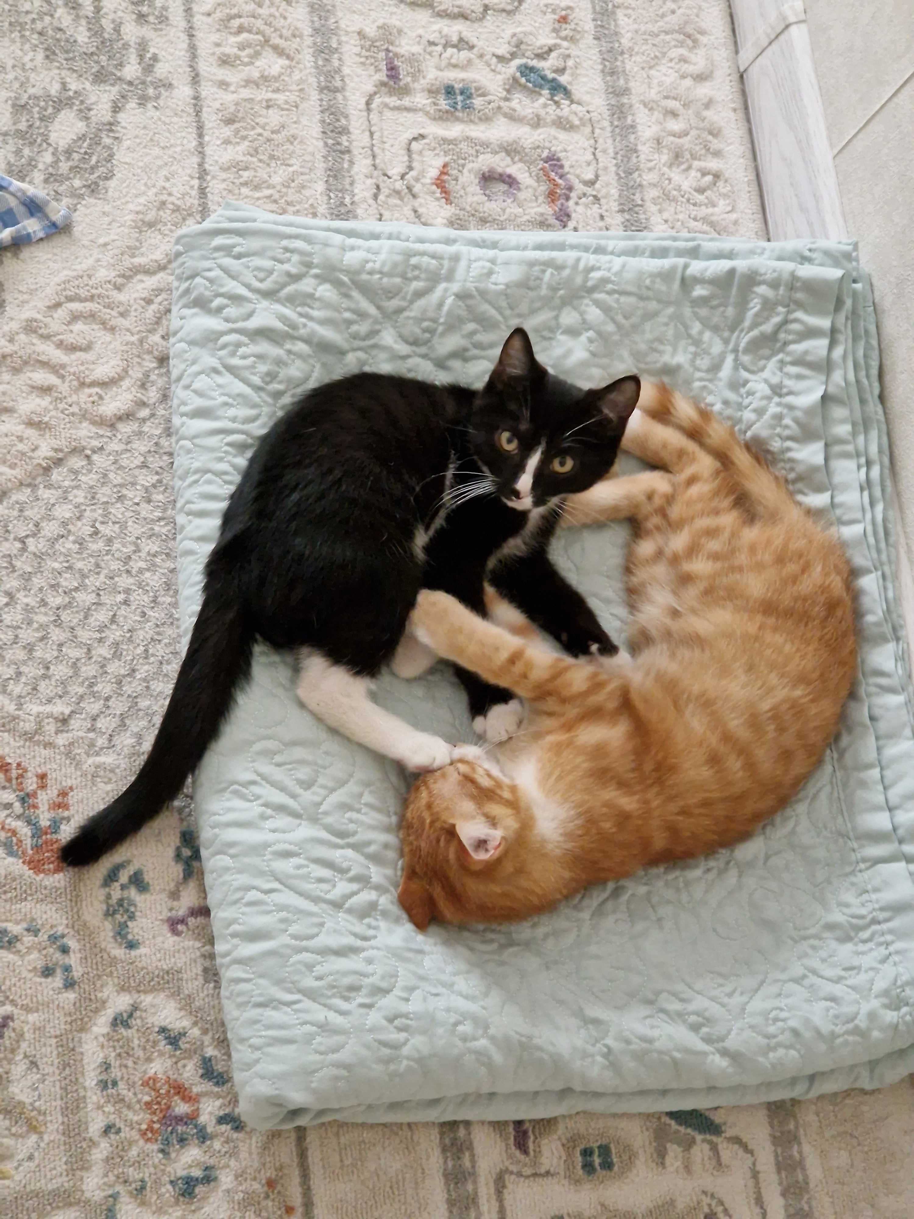 Котята и стерильные кошки