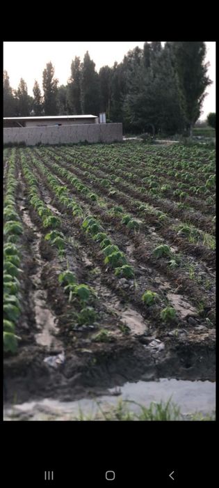 Павлония Самаркамд