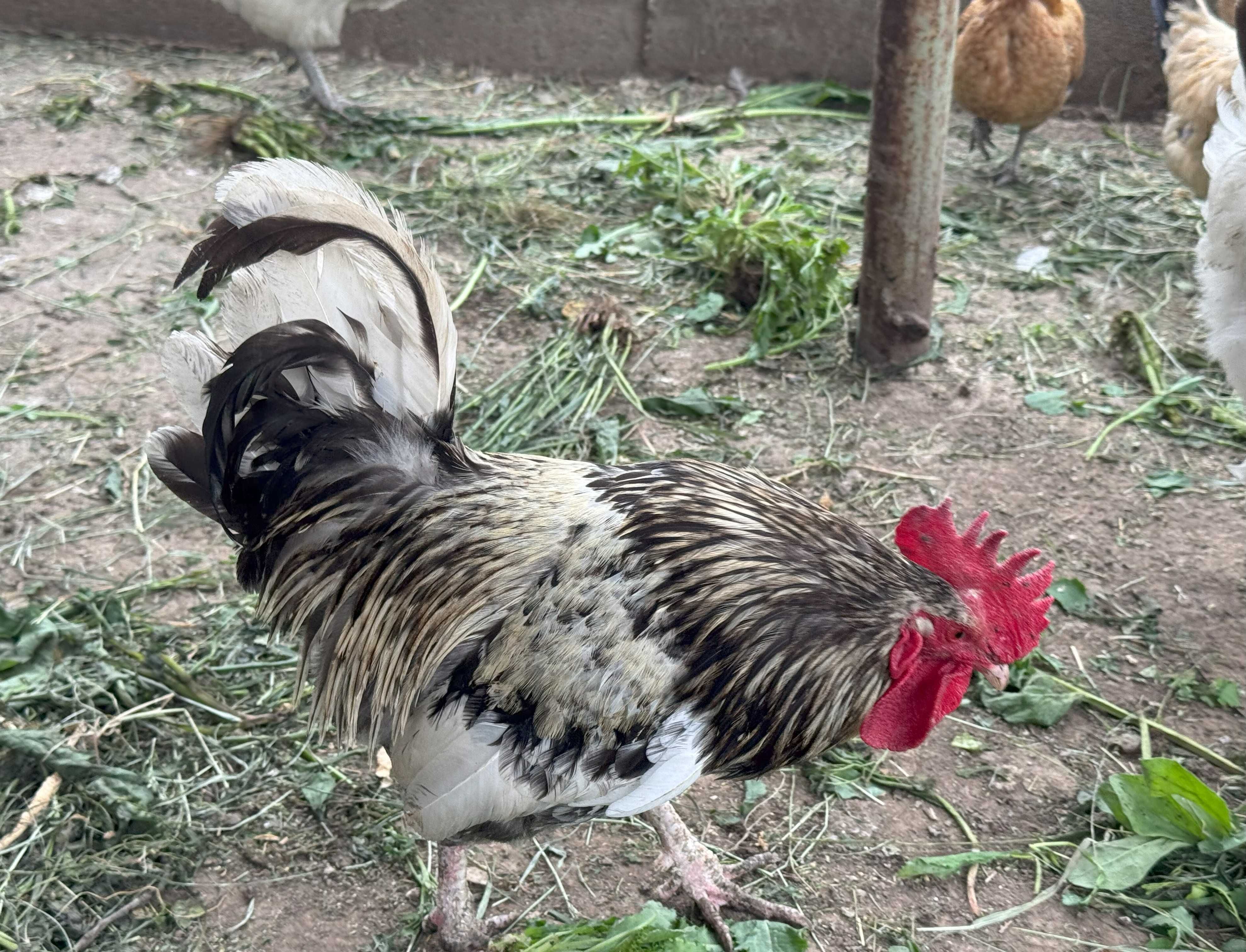 Cocosi de vanzare