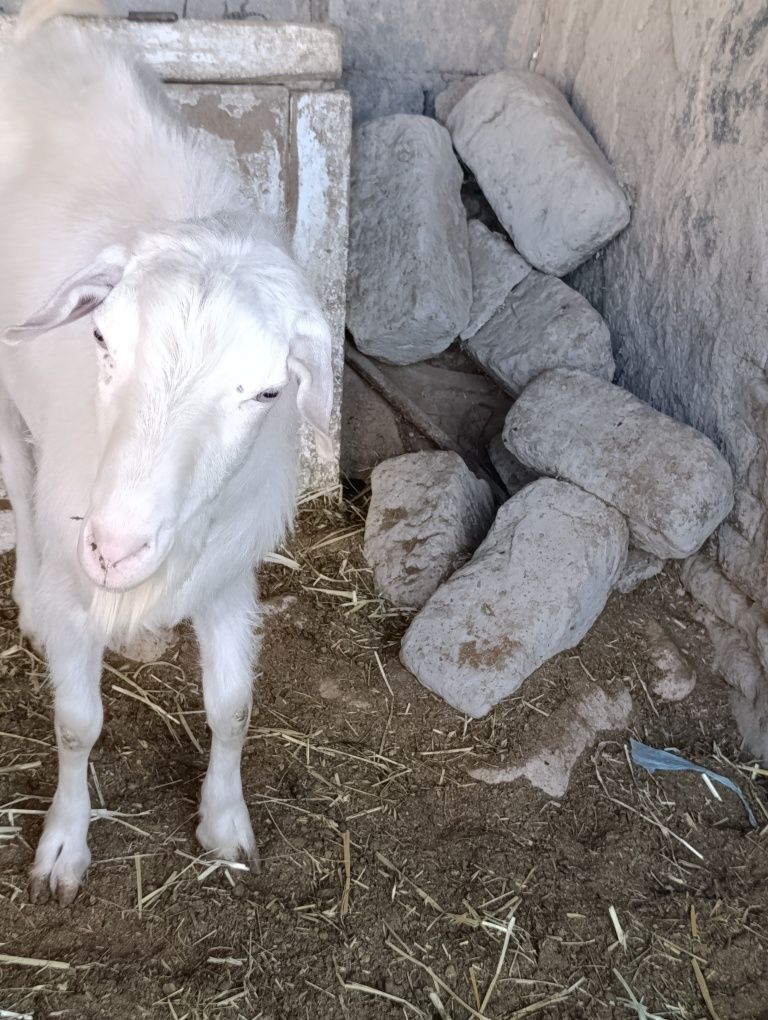 Echki taka sotiladi zitgaham buladi rasiski