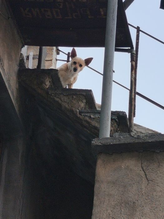 Продавам кученце