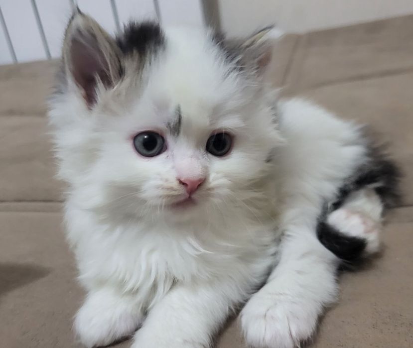 ПРОДАЮТСЯ породистые котята