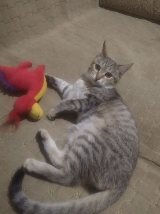 Отдам в хорошие руки