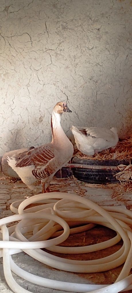 Gʻoz sotiladi ona gʻoz