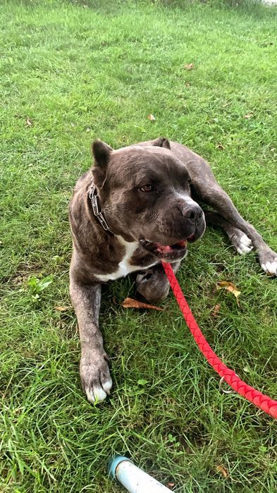 Ofer sprea adoptie Cane Corso