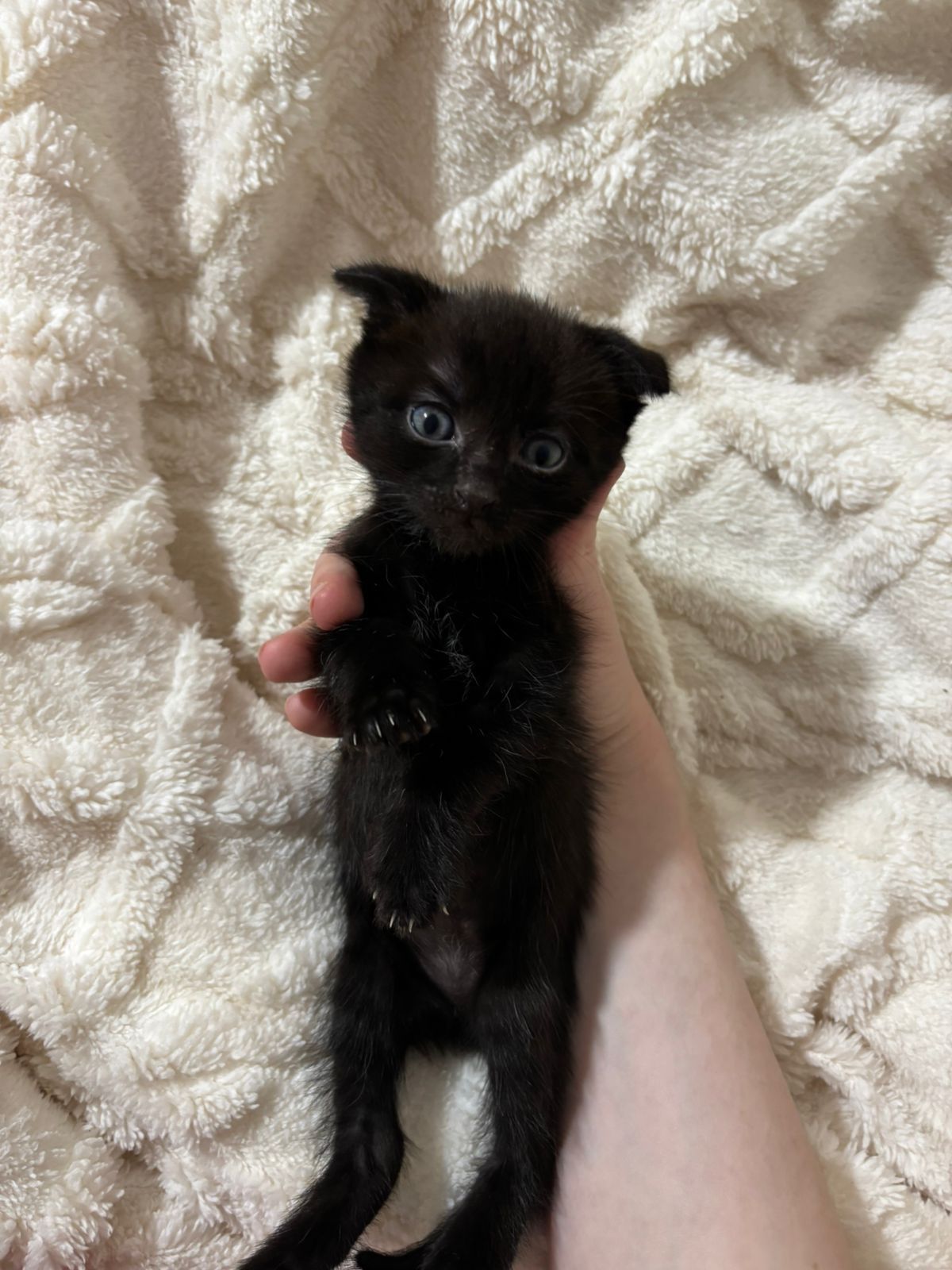 Котята скоттиш страйт