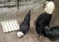 Яйца, Цыплята и Куры декоративных голландских белохохлых кур