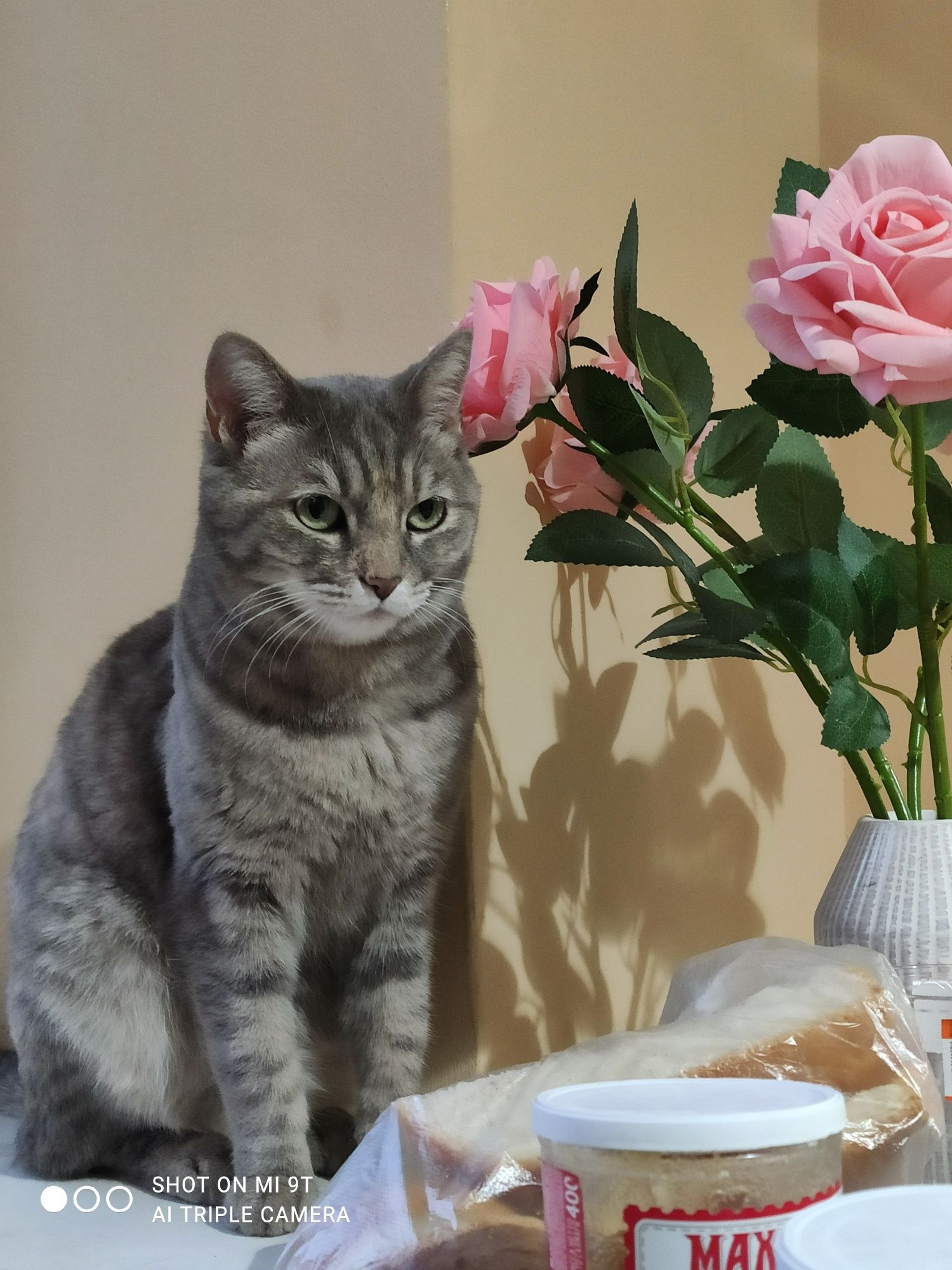 Кошка бесплатно ,