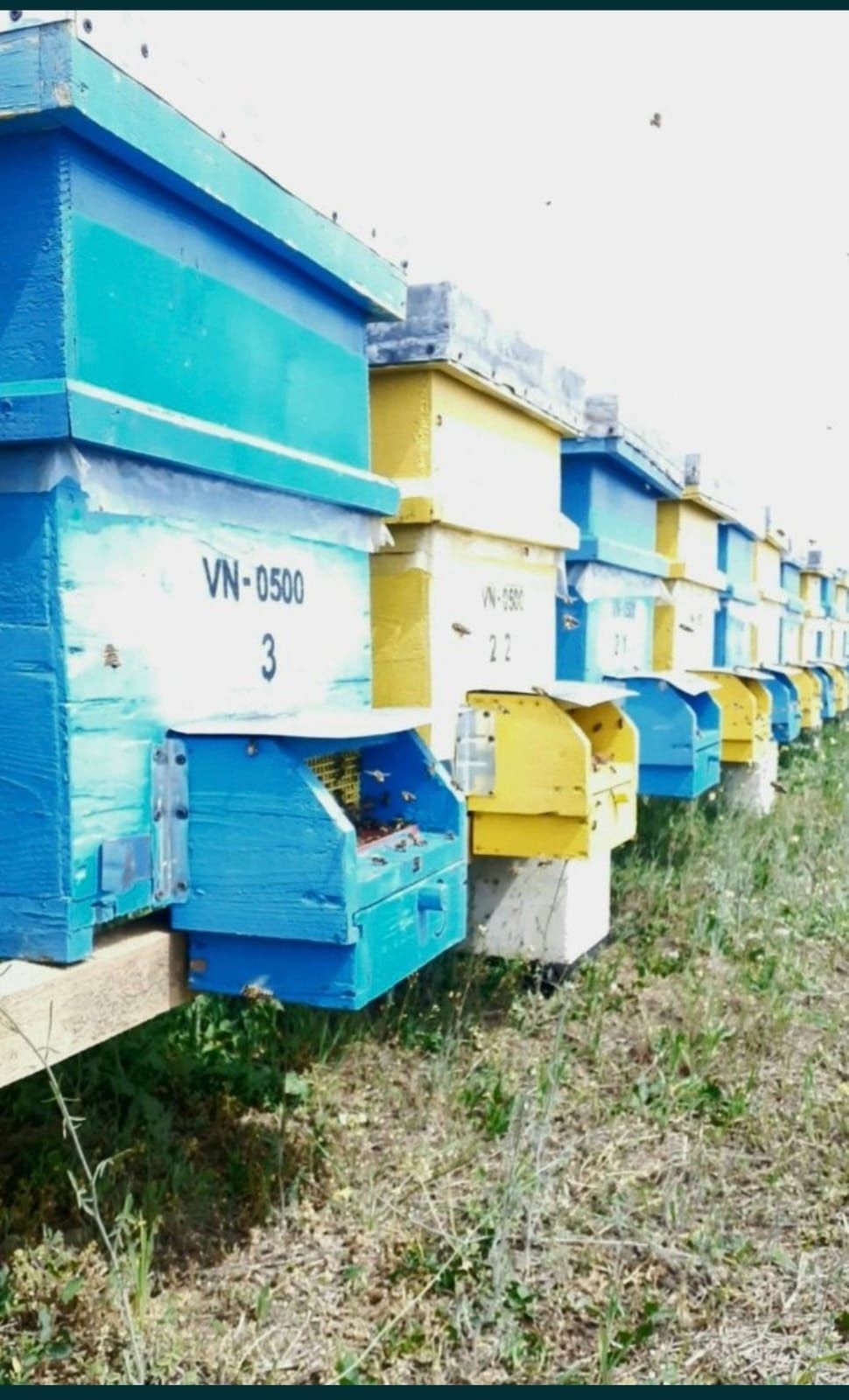 Vând stupi în stare bună