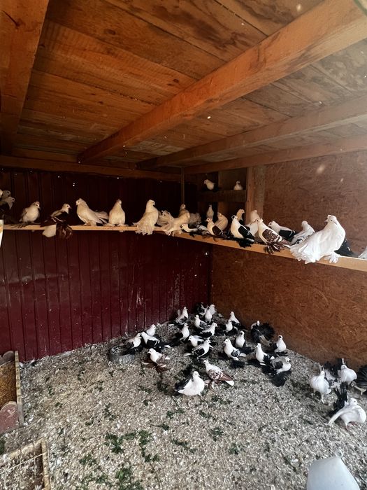 Vând găini australorp /sebright argintiu /potumbei