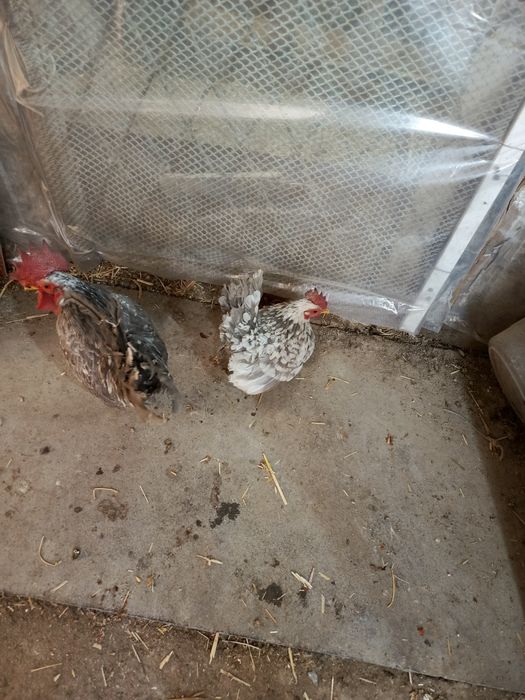 Шабо Кул мрамор пара сотилади