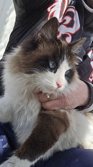 Котят продаётся.