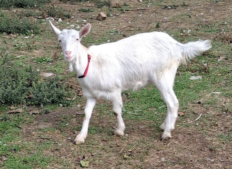 Iada alba de banat 10 luni