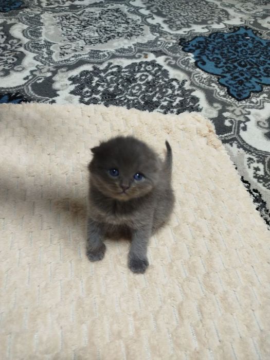 Продаются котята.