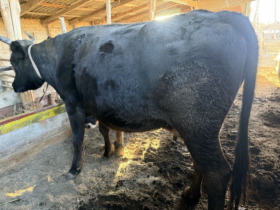 Сүтті сиырлар сатылады. Продам молочных молодых коров породистых