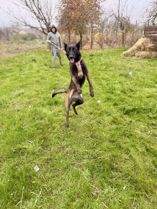 Belgian Malinois