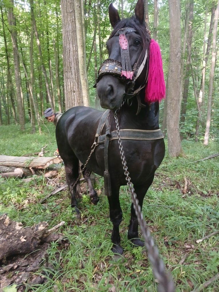 De vânzare  cal castrat