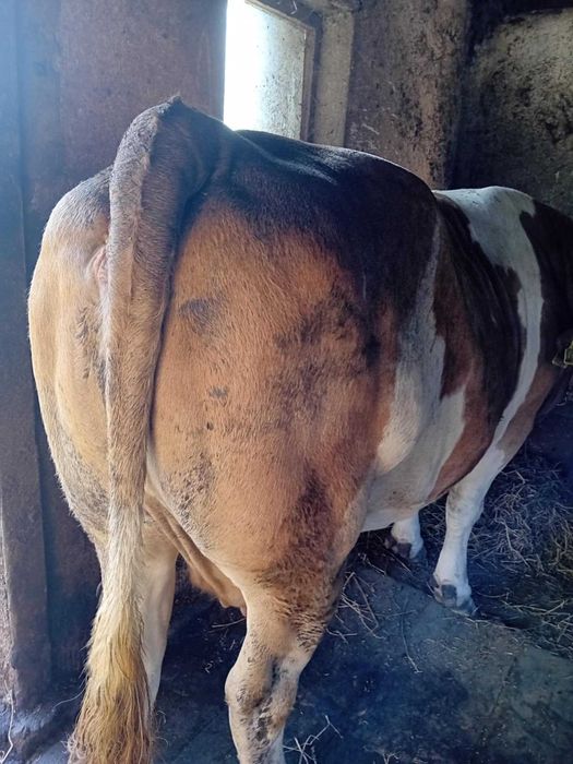 Vaca pentru abator