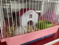 Vand hamsteri !