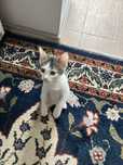 Ofer spre adoptie doua pisicute