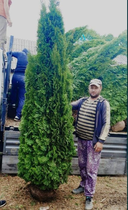 Tuia smaragd și leylandii la înălțimea de 2.5-4m