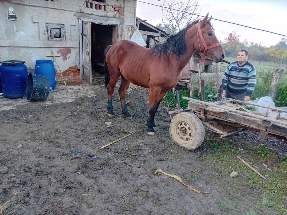 Vând mânză de doi ani