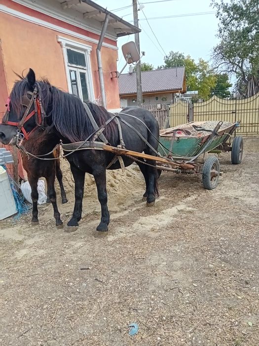 Iapa semigrea de vânzare