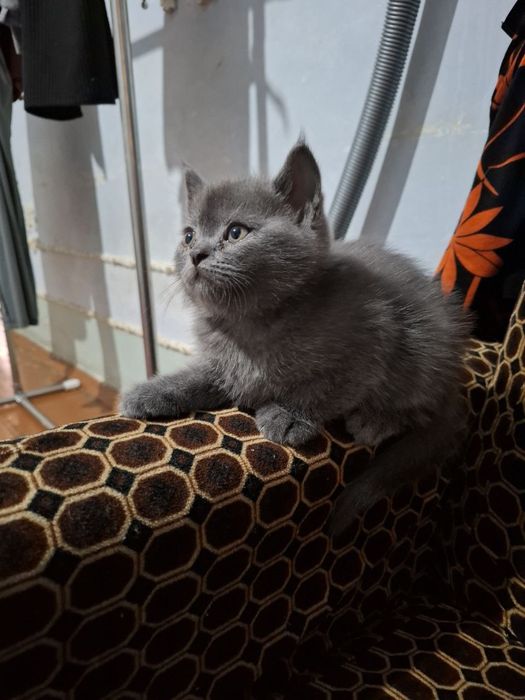 Красивые котята очень
