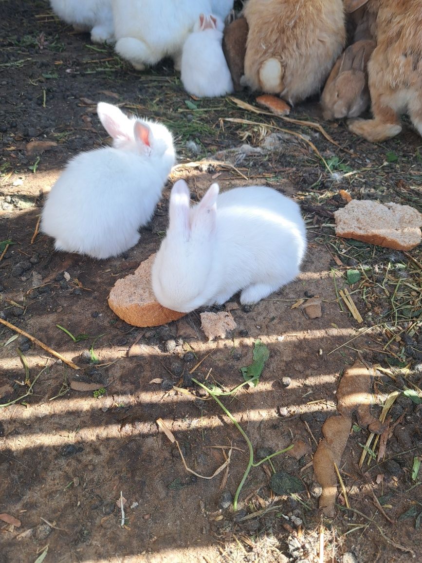 Iepuri mici ,pui, rasa mica de frumusețe  iepurasi