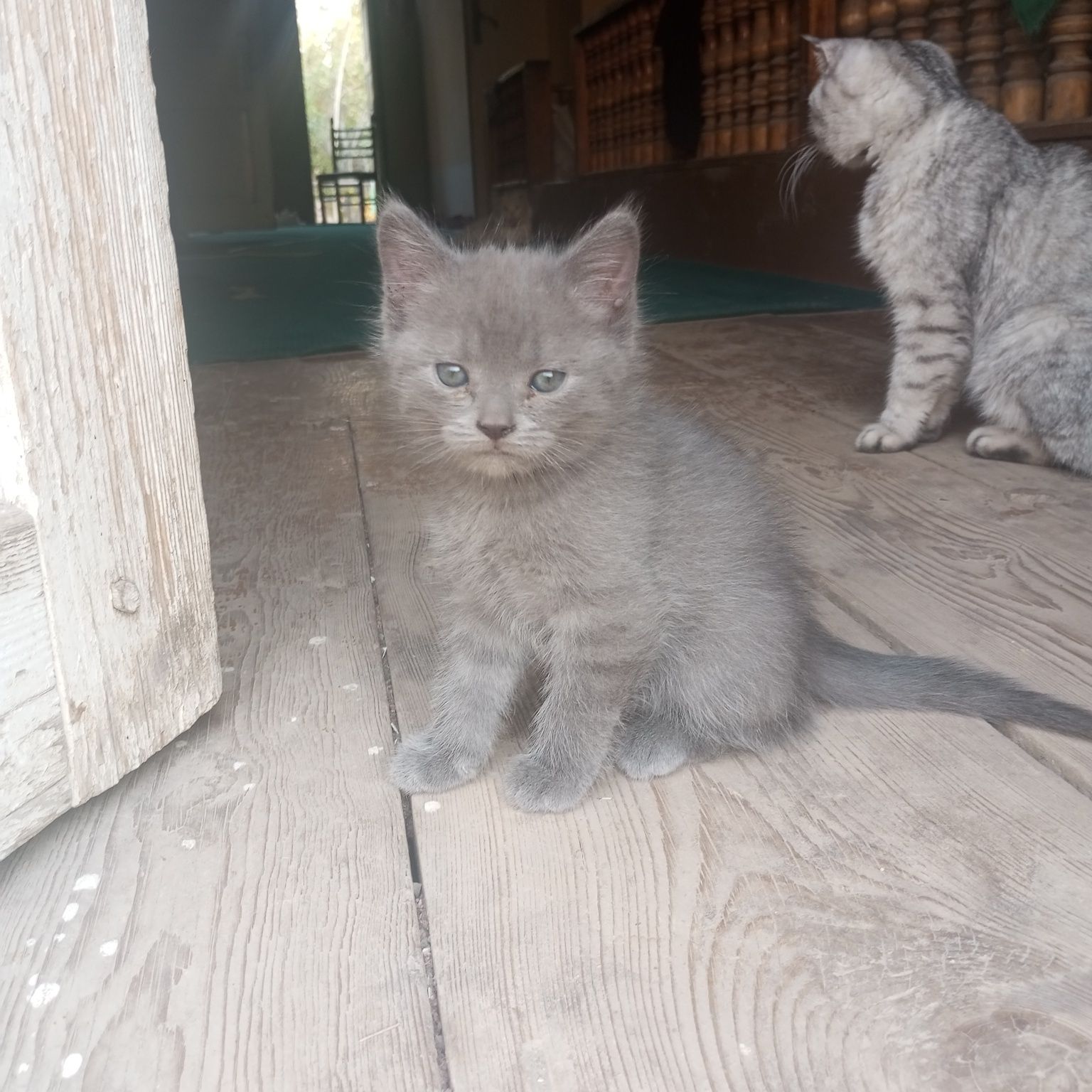Шотландский мушуклар сотилади