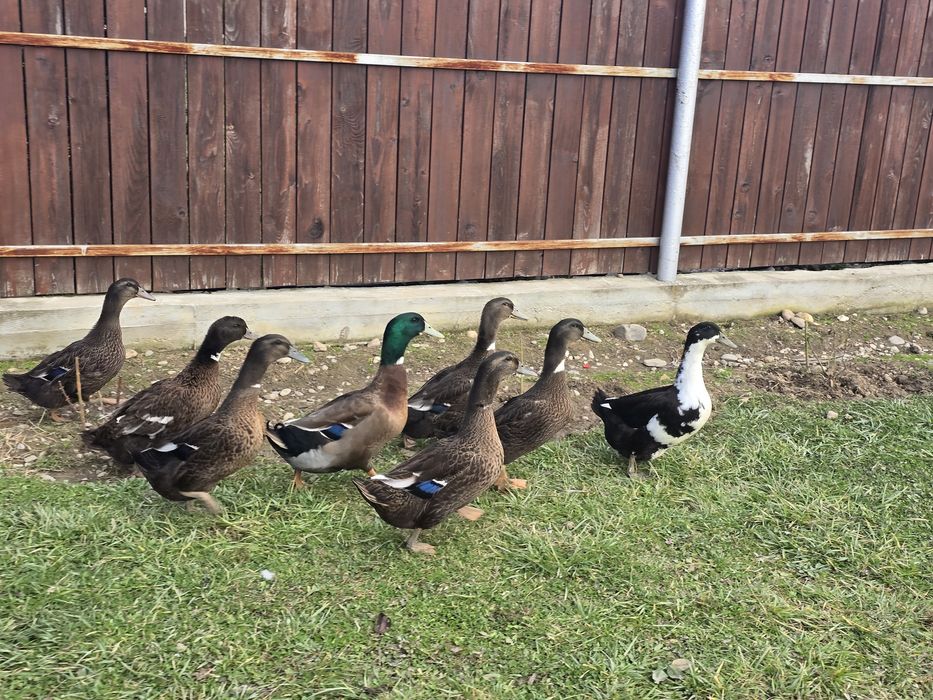 Rațe Rouen si colorate