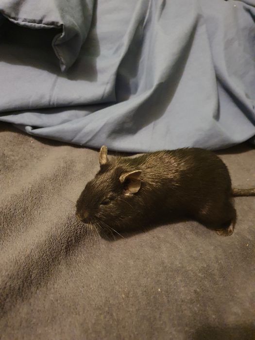 Vând pereche de veverițe degu