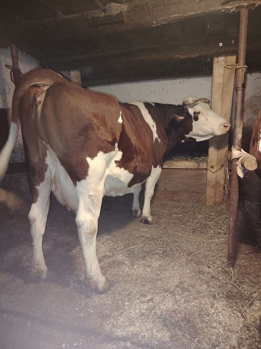 De vânzare vacă și juninca