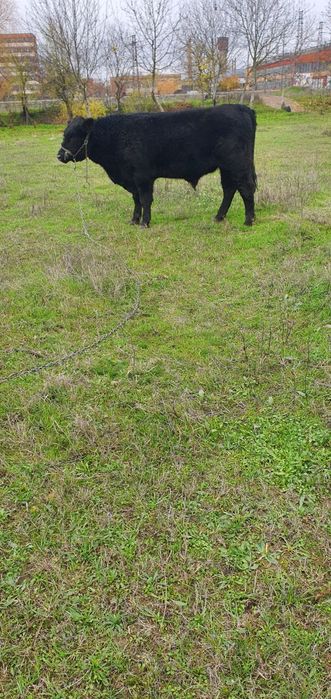 Абърдийн   ангус