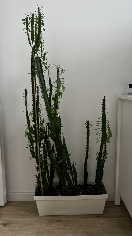 Cactus (african milk tree)