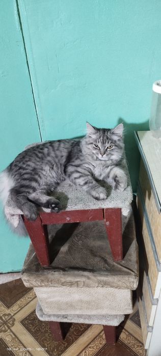 Продается котенок скотиш страйт длиношерстый