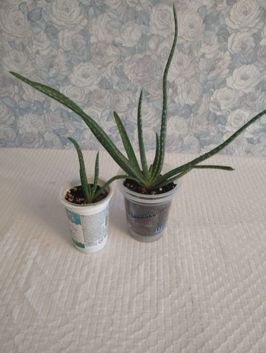 Продам алоэ Вера лечебный