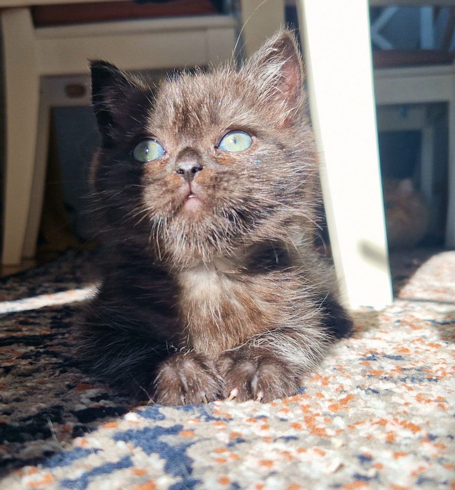 Fetita British Shorthair Chocolate cauta familie ,culoare rara
