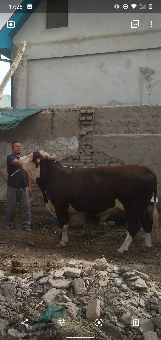 Zottor buqa ,xokiz