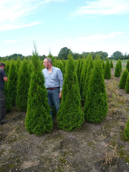 Thuja occidentalis smaragd ( tuia smarald ) gard viu vesnic verde