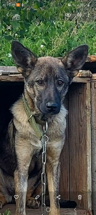 Серафима ищет дом