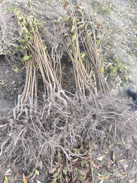 Гилос. Напалион. Мингтапол. Сикина