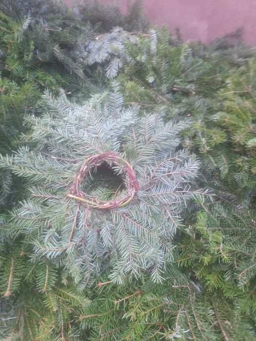 Vând coronițe de brad angro