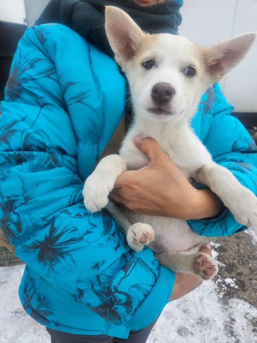 Маленькие сердца ищут свой большой дом!