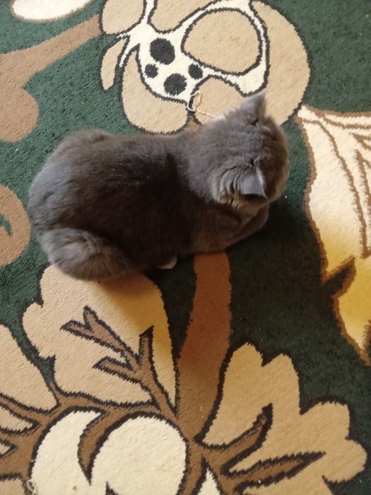 Вислоухие скотиш фолд котята