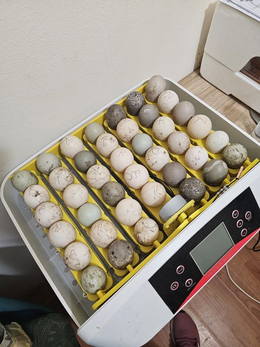 Incubator oua folosit