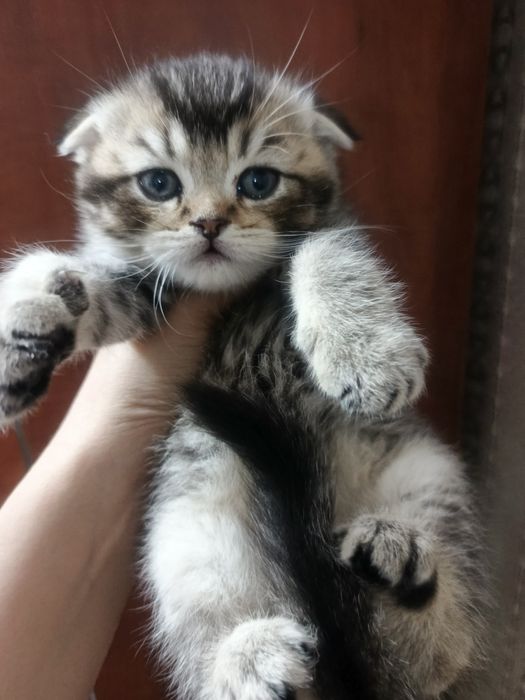 Котята скотиш фолд
